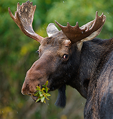 Montana Molecular Moose