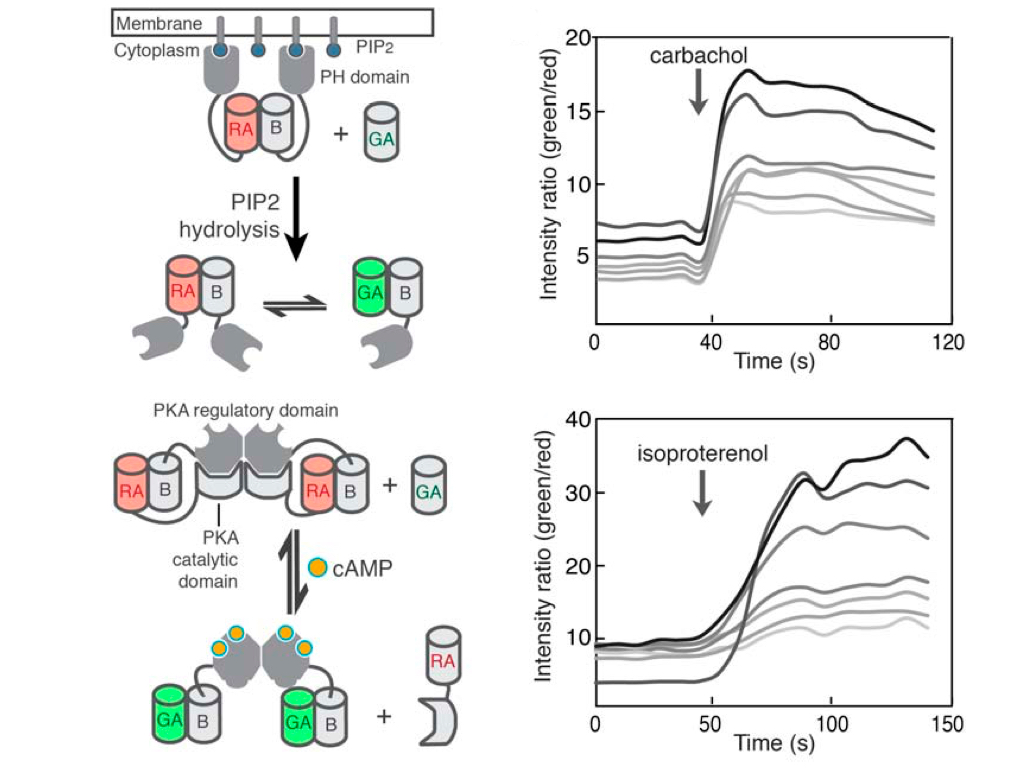 Ratiometric biosensors based on dimerization-dependent fluorescent protein exchange