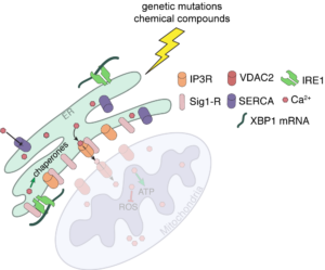 ER Stress Sensor Diagram