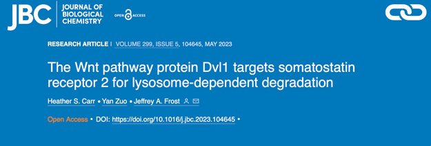 The Wnt pathway protein Dvl1 targets somatostatin receptor 2 for lysosome-dependent degradation
