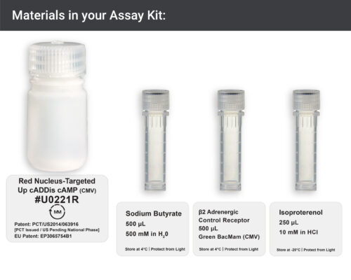 Image showing materials in red nuclleus-targeted cAMP Assay kit