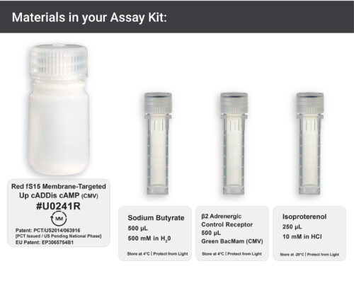 Image showing materials in red membrane-targeted cAMP Assay kit