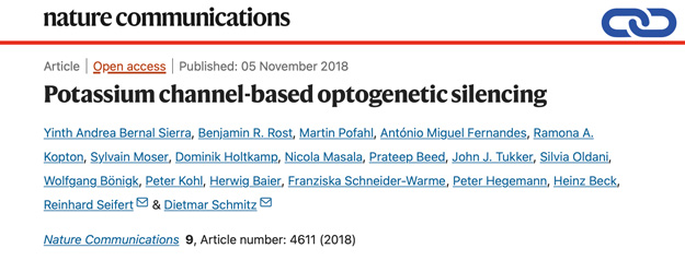 Potassium channel-based optogenetic silencing