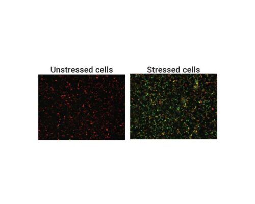 Figure showing stressed and unstressed cells using ER stress assay