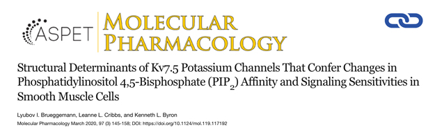 Structural Determinants of Kv7.5 Potassium Channels That Confer Changes in Phosphatidylinositol 4,5-Bisphosphate (PIP2) Affinity and Signaling Sensitivities in Smooth Muscle Cells