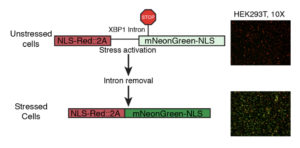 Mechanisim of cell stress assay