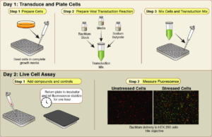 Cell stress assay steps