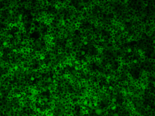 BacMam Expression System | Montana Molecular