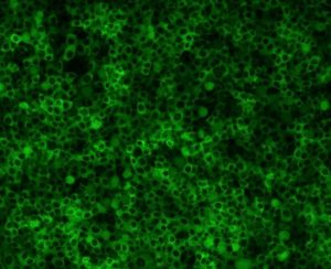 Stable Cell-like Expression