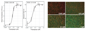 Two-color cell stress sensor