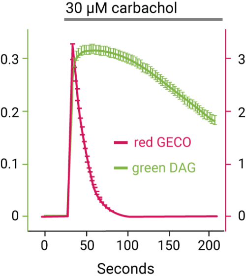 Figure showing DAG assay and Calcium assays in a multiplex experiment