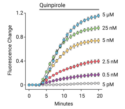 Figure showing Gi cAMP signaling in response to Quinpirole