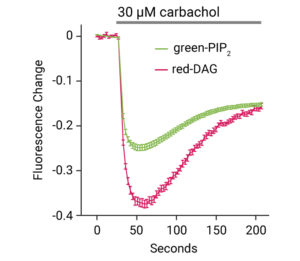 Figure showing DAG assay and PIP2 assays in a multiplex experiment