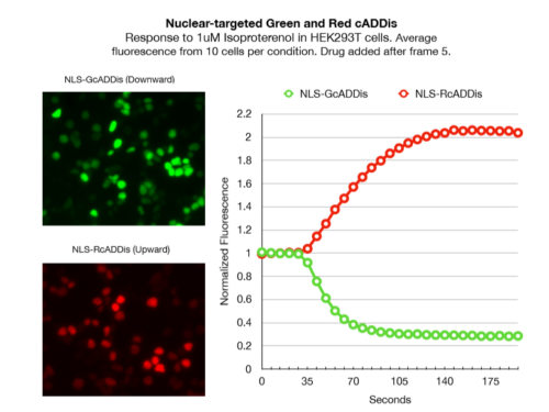 Figure showing kinetic responses to red and green fluorescent nucleus targeted cAMP sensors