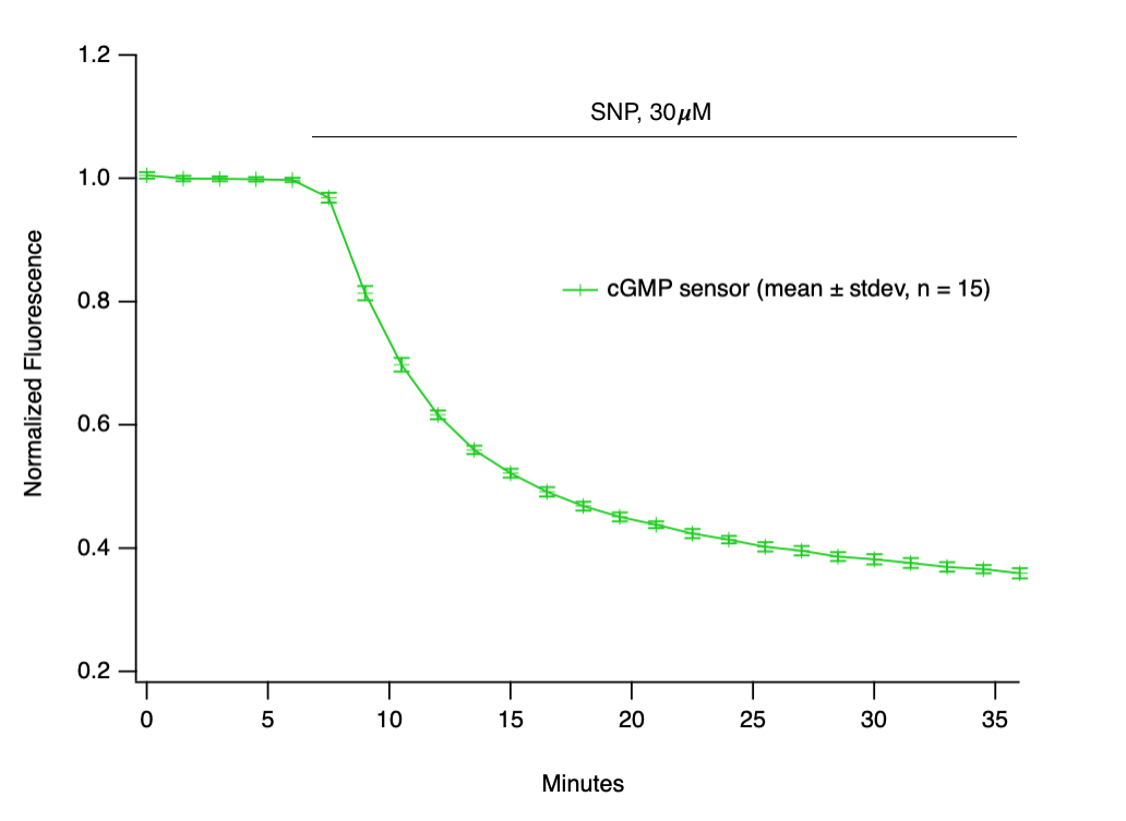 cGMP Graph