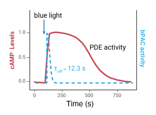 Figure showing red fluorescent cAMP sensor response to cAMP increase from bPAC stimulation