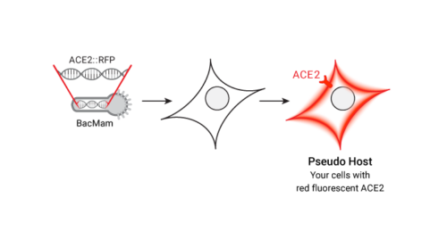 Schematic of red fluorescent ACE2 expression