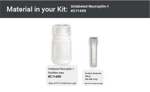 Image showing kit materials for a neuropilin-1 expression kit