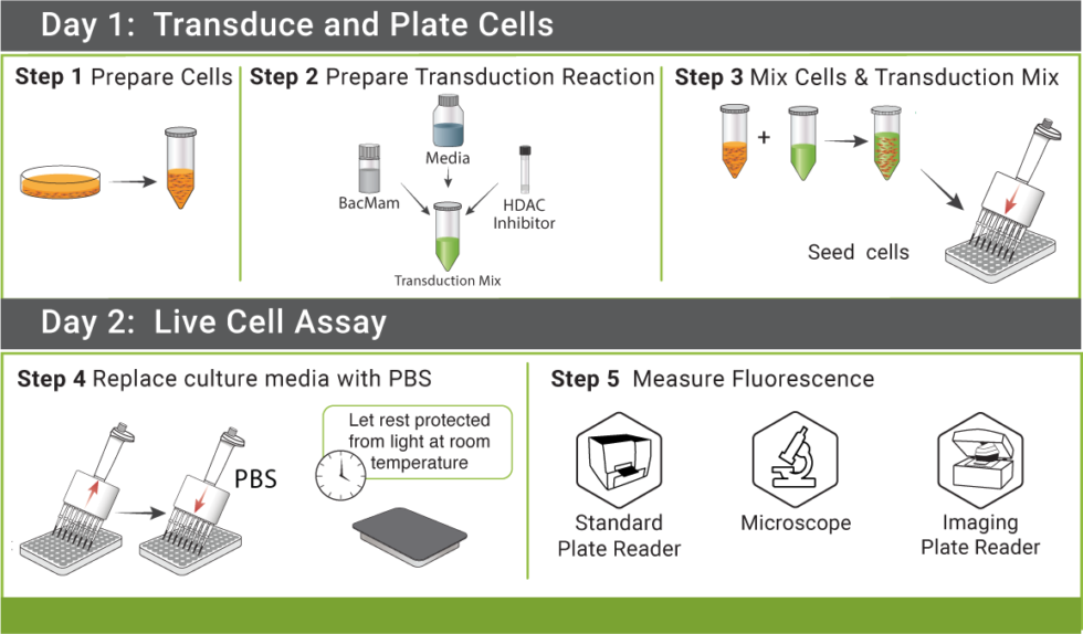 cADDis Live Cell cAMP Assays Montana Molecular