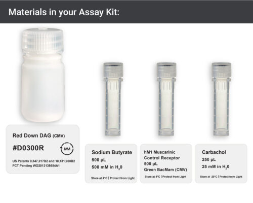 Image showing materials in Red Downward DAG Assay kit