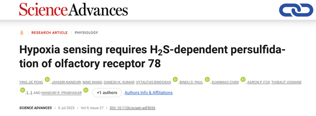 Hypoxia sensing requires H2S-dependent persulfidation of olfactory receptor 78