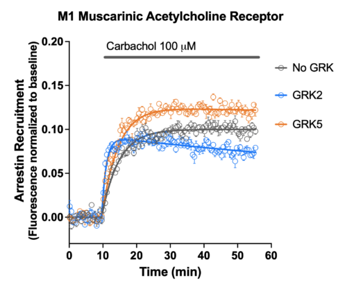 M1 Muscarinic Receptor BacMam - Big Sky (Z0209N) - Image 3