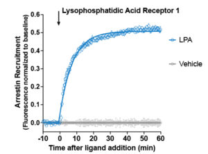 Figure showing arrestin recruitment from LPA1R activation