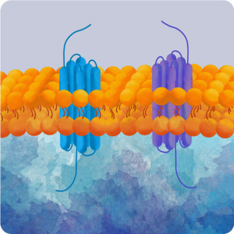 GPCR Biology | Montana Molecular