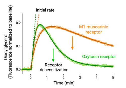 Figure showing pharmacological data gathered from DAG kinetic signaling