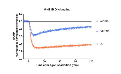 Figure showing Gi cAMP signaling from 5-HT1B receptor agonist