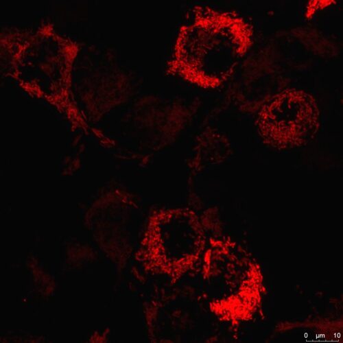 Red MitoPaint expressed in HEK293 cells