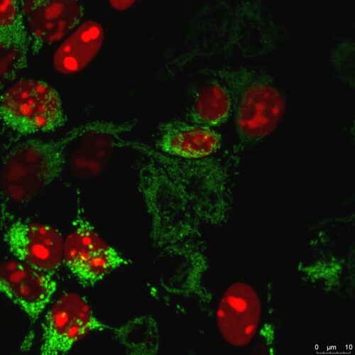 Green MitoPaint Co-expressed with Red NLSPaint