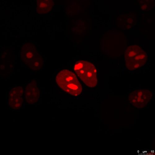Red NLSPaint expressed in HEK293s