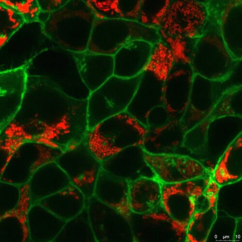 Red MitoPaint and smAKAP-targeted Green cADDis expressed in HEK293 cells