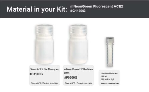 Image showing kit materials for a green fluorescent ACE2 expression kit