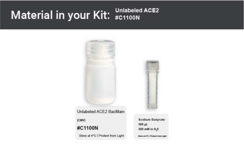 Image showing materials for a ACE2 expression kit