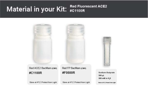 Image showing kit materials for an red fluorescent ACE2 expression kit