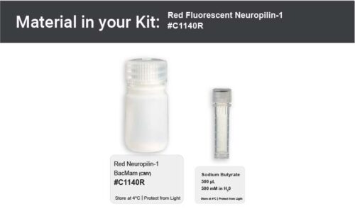 Image showing kit materials for a red fluorescent neuropilin-1 expression kit