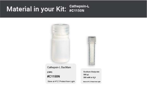 Image showing kit materials for a cathepsin-L expression kit