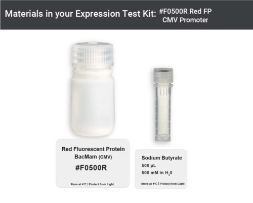 Image showing kit materials for an CMV promoted red fluorescent protein expression kit