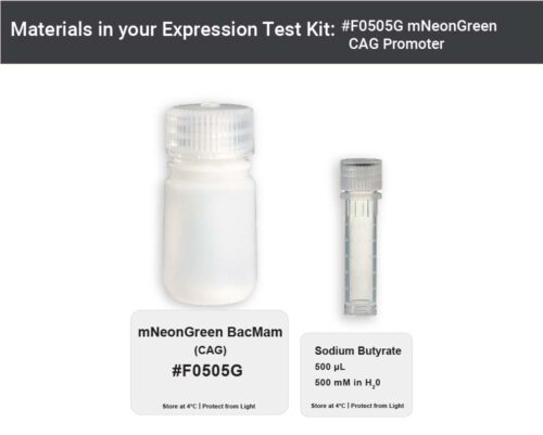 Image showing kit materials for an CAG promoted mNeon green expression kit