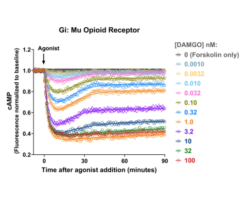 Figure showing Gi mediated Mu Opioid cAMP signaling