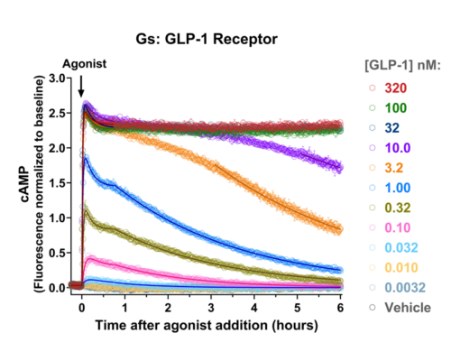 Figure showing Gs-mediated cAMP signaling from GLP-1R activation