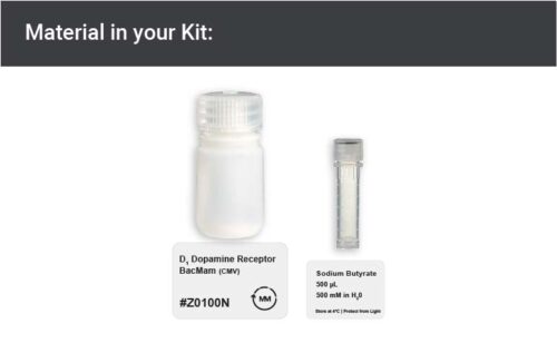 Image showing kit materials for an D1 dopamine expression kit