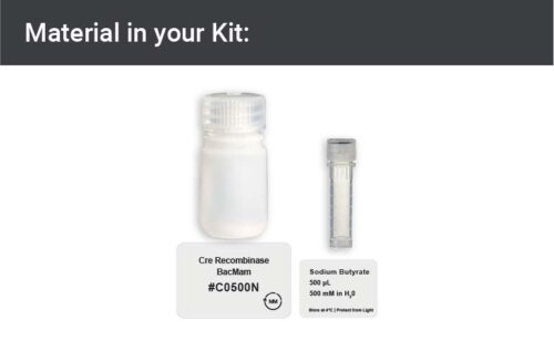 Image showing kit materials for a cre recombinase expression kit