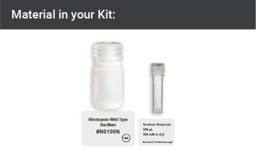 Image showing kit materials for an Rhodopsin wild type expression kit