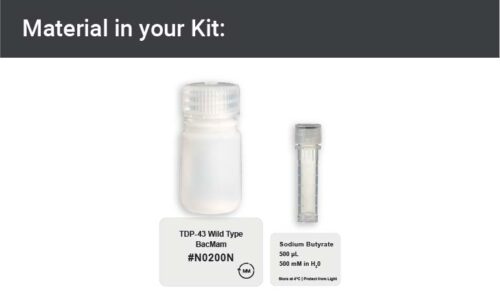 Image showing kit materials for an TDP43 wild type expression kit