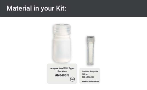 Image showing kit materials for an alpha synuclein wild type expression kit