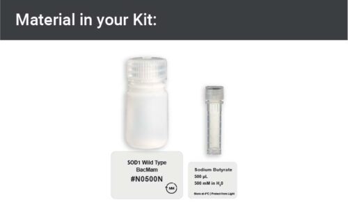 Image showing kit materials for a SOD1 wild type expression kit