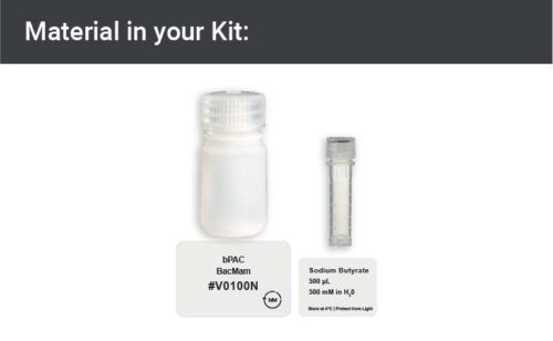 Image showing kit materials for a bpac expression kit